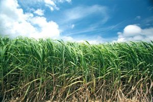 さとうきび100 しみじみ美味しい純黒糖 沖縄サーターアンダギー専門店